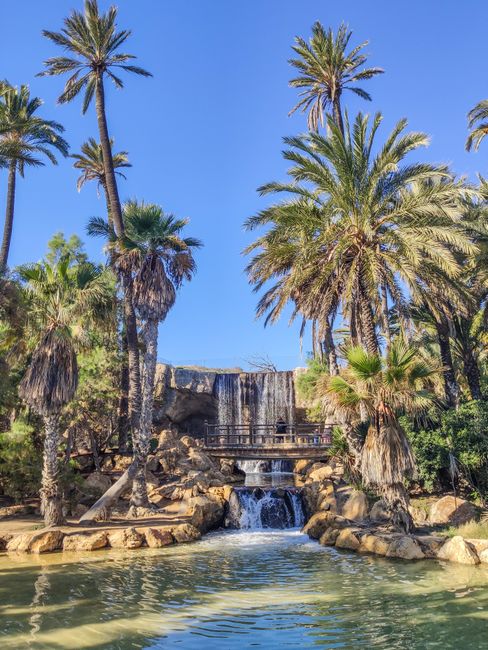 An outdoor scene featuring tall palm trees with slender trunks and green, fan-like fronds standing against a clear blue sky. In the background, there is a multi-tiered waterfall cascading over rocks into a calm body of water, with a metal railing alongside the waterfall for safety. The area is surrounded by lush foliage and rocks, creating a tropical and scenic environment, typical of park or garden landscaping designed for relaxation and natural beauty.