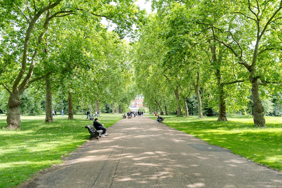 A wide paved pathway within Broomfield Park, lined with tall, leafy green trees providing shade. Several black metal benches are positioned along the sides of the path, with some individuals seated and others walking or standing nearby. The scene is well-lit with natural sunlight filtering through the dense canopy, creating dappled shadows on the ground. In the background, a group of people can be seen further along the pathway, with some engaging in conversations or strolling. The lush grass on either side is well-maintained, and the overall environment offers a peaceful setting typical of a suburban park ideal for leisure activities or casual gatherings during a home relocation or moving process. This natural setting supports the idea of outdoor logistics involved in furniture and box transportation, possibly reflecting the initial stages of packing or loading during a move coordinated by Man With a Van Palmers Green.
