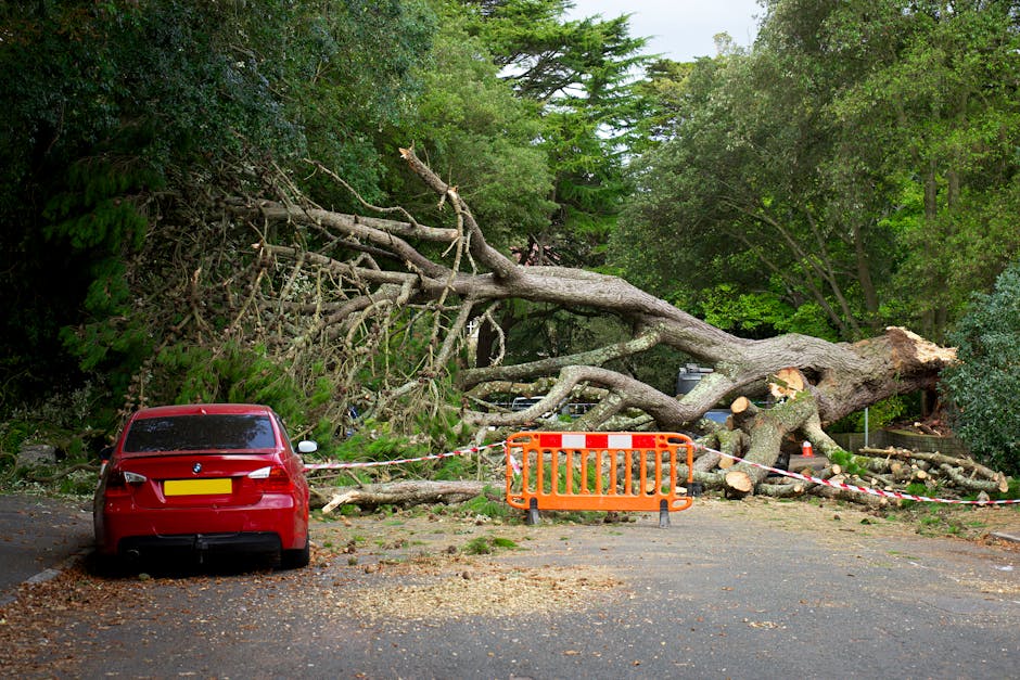 A fallen large tree with thick, broken branches and a massive trunk sprawls across a residential street, blocking the roadway and pavement. The tree has been cut into several sections, with some logs resting on the ground. An orange safety barrier and red-and-white striped tape cordon off the area, indicating ongoing removal or clearance work. A red car parked nearby is partially surrounded by debris, with scattered leaves and small branches on the street surface. The surrounding environment includes green, leafy trees and shrubs, with overcast lighting suggesting overcast weather or late afternoon. This scene depicts a home relocation or street clearance situation managed by Man With a Van Palmers Green, illustrating the process of clearing obstruction for safety and access during removals or moving services.