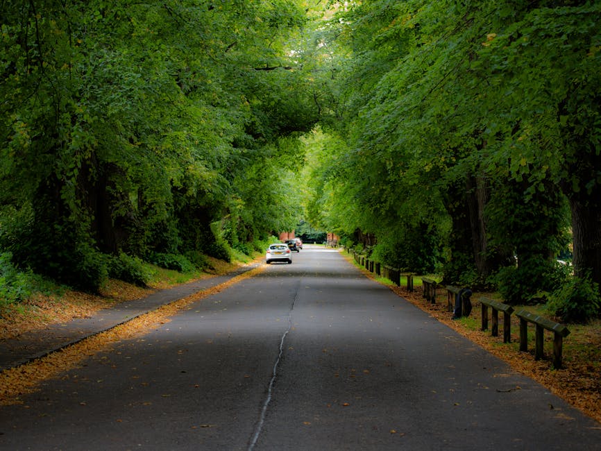 A view of a quiet residential street lined with tall, leafy green trees forming a canopy overhead, with a paved road running through the centre. Along the sides of the road, there are parked cars, mostly white and grey, visible towards the background. The pavement on both sides is clean, with some fallen leaves scattered along the edges. Small wooden posts with black chains connect them, running parallel to the curb and providing a boundary between the sidewalk and the road. The scene depicts a peaceful, shaded environment suitable for neighbourhood walks or home relocations, and is part of an area serviced by Man With a Van Palmers Green for house removals and furniture transport, supporting smooth packing and moving processes.